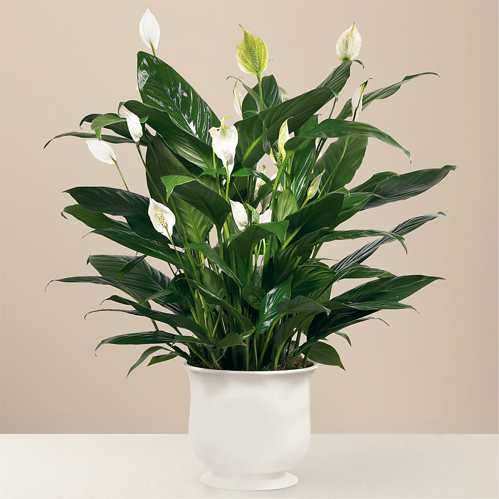 Comfort Planter – BLOOM & BLOSSOM NORTH RALEIGH, Cary NC