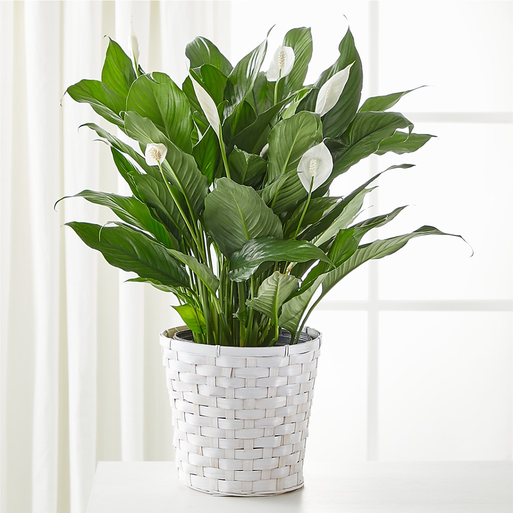 A New Leaf Peace Lily – BLOOM & BLOSSOM NORTH RALEIGH, Cary NC