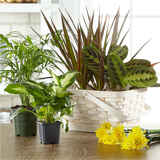Florist Designed Blooming and Green Plants in a Basket – BLOOM & BLOSSOM NORTH RALEIGH, Cary NC
