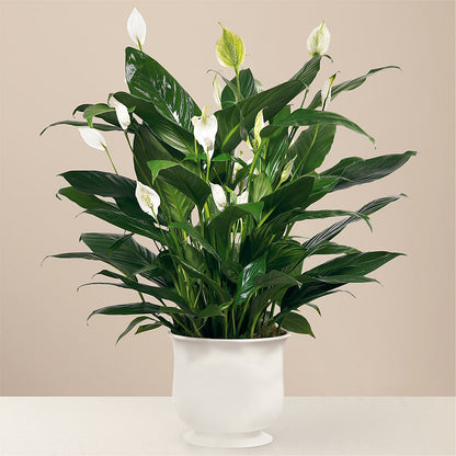 Comfort Planter – BLOOM & BLOSSOM NORTH RALEIGH, Cary NC
