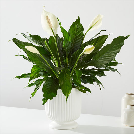 Comfort Planter – BLOOM & BLOSSOM NORTH RALEIGH, Cary NC
