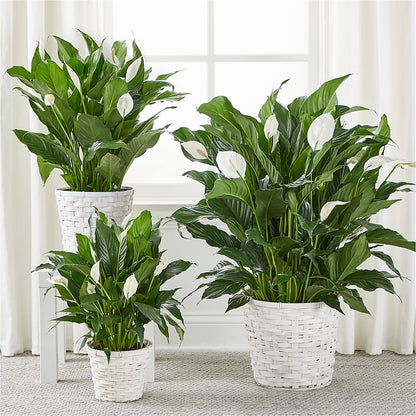 A New Leaf Peace Lily – BLOOM & BLOSSOM NORTH RALEIGH, Cary NC